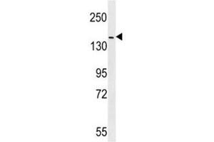 ERBB4 antibody western blot analysis in mouse NIH3T3 lysate (ERBB4 Antikörper  (AA 1141-1166))