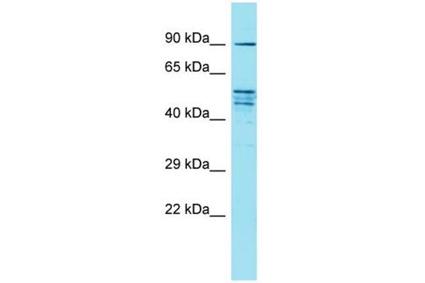 FAM171A2 Antikörper  (C-Term)