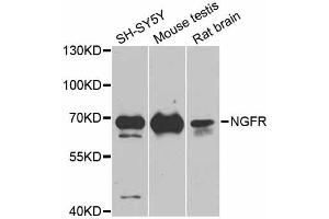 Western blot analysis of extracts of various cell lines, using NGFR antibody. (NGFR Antikörper)
