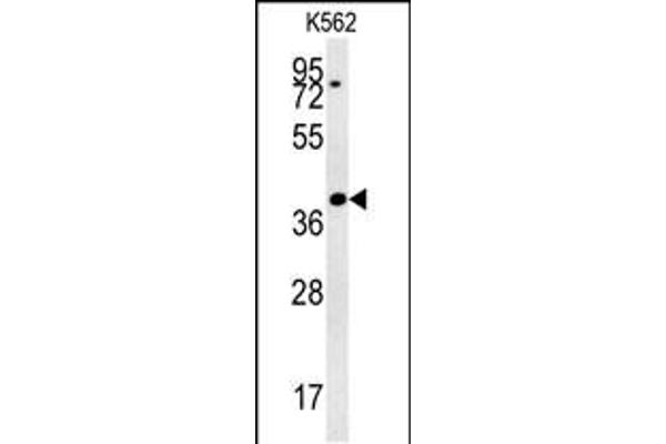 DGCR14 Antikörper  (AA 217-244)