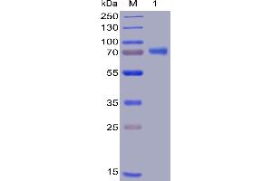 TNFSF4 Protein (mFc-His Tag)