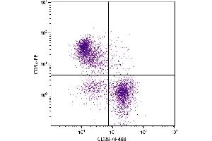 BALB/c mouse splenocytes were stained with Rat Anti-Mouse CD38-AF488. (CD38 Antikörper)