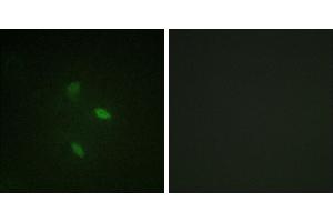 Peptide - +Immunofluorescence analysis of NIH/3T3 cells, using Cyclin(Ab-392) antibody. (Cyclin E2 Antikörper)