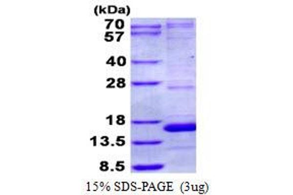 NDUFA5 Protein (His tag)