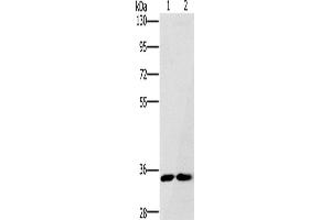 Western Blotting (WB) image for anti-Fas Apoptotic Inhibitory Molecule 2 (FAIM2) antibody (ABIN2430056) (FAIM2 Antikörper)