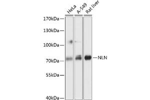 Western blot analysis of extracts of various cell lines, using NLN antibody  at 1:3000 dilution. (NLN Antikörper  (AA 38-260))