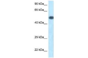 Western Blot showing Pik3r1 antibody used at a concentration of 1. (PIK3R1 Antikörper  (C-Term))