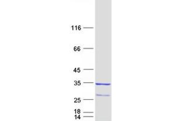 RAB23 Protein (Transcript Variant 2) (Myc-DYKDDDDK Tag)