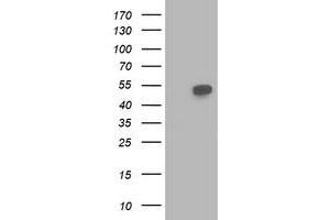 Western Blotting (WB) image for anti-Beclin 1, Autophagy Related (BECN1) antibody (ABIN1496870) (Beclin 1 Antikörper)