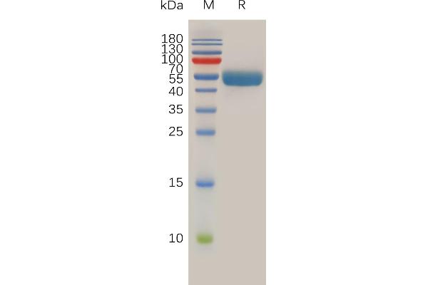 RNF43 Protein (AA 43-197) (Fc Tag)