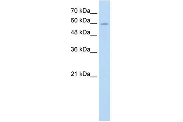 ANAPC7 Antikörper  (C-Term)