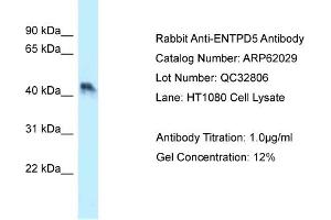 Western Blotting (WB) image for anti-Ectonucleoside Triphosphate diphosphohydrolase 5 (ENTPD5) (N-Term) antibody (ABIN970632) (ENTPD5 Antikörper  (N-Term))