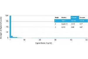 Analysis of Protein Array containing more than 19,000 full-length human proteins using TRAF1 Mouse Monoclonal Antibody (TRAF1/3298) Z- and S- Score: The Z-score represents the strength of a signal that a monoclonal antibody (Monoclonal Antibody) (in combination with a fluorescently-tagged anti-IgG secondary antibody) produces when binding to a particular protein on the HuProtTM array. (TRAF1 Antikörper  (AA 73-219))