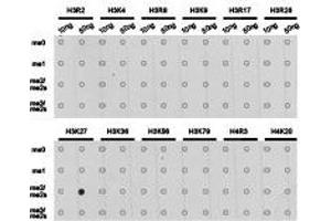 Western Blotting (WB) image for anti-Histone 3 (H3) (H3K27me2) antibody (ABIN1873001) (Histone 3 Antikörper  (H3K27me2))