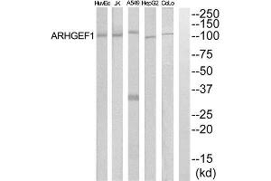 Western Blotting (WB) image for anti-rho Guanine Nucleotide Exchange Factor (GEF) 1 (ARHGEF1) (Internal Region) antibody (ABIN1852025) (ARHGEF1 Antikörper  (Internal Region))