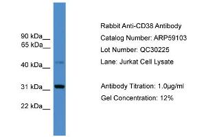 WB Suggested Anti-CD38  Antibody Titration: 0. (CD38 Antikörper  (C-Term))
