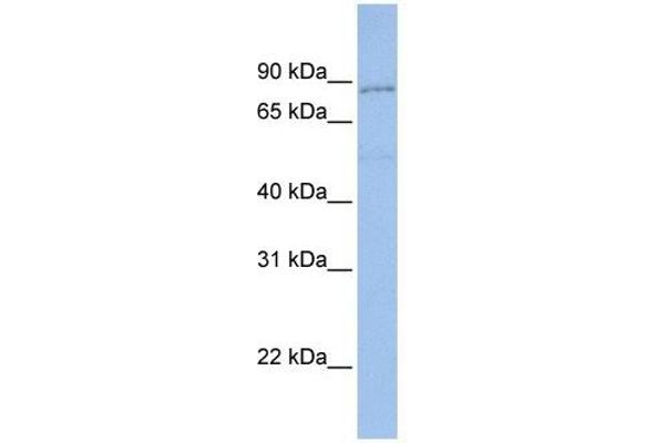 Protocadherin gamma Subfamily A, 4 (PCDHGA4) (N-Term) Antikörper