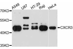 Western blot analysis of extracts of various cell lines, using CXCR3 antibody (ABIN4903412) at 1:3000 dilution. (CXCR3 Antikörper)