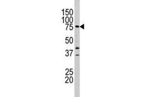 Western blot analysis of Lactoferrin antibody (1:60 dilution) and mouse heart tissue lysate. (Lactoferrin Antikörper  (AA 219-248))