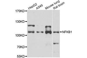 Western blot analysis of extracts of various cell lines, using NFKB1 antibody. (NFKB1 Antikörper)