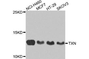 Western blot analysis of extracts of various cells, using TXN antibody. (TXN Antikörper)