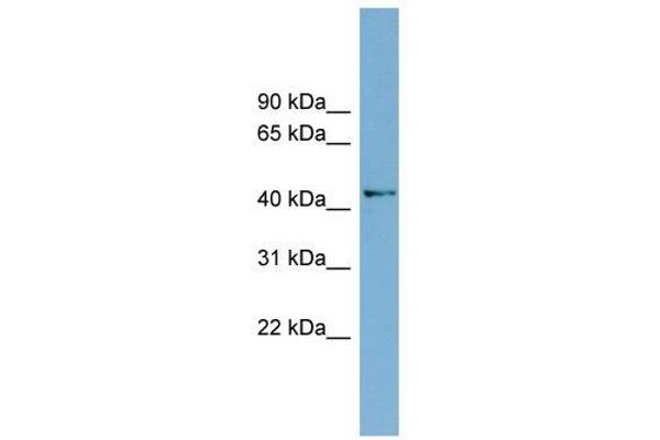 AMDHD1 Antikörper  (N-Term)