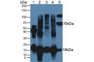 Western Blotting (WB) image for anti-Superoxide Dismutase 1, Soluble (SOD1) (AA 2-154) antibody (ABIN2913314)