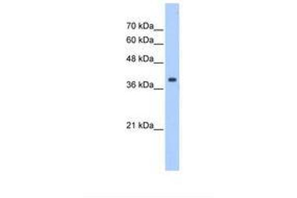 Eukaryotic Translation Initiation Factor 3, Subunit M (EIF3M) (N-Term) Antikörper