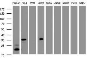 Image no. 3 for anti-Jun Proto-Oncogene (JUN) antibody (ABIN1498944) (C-JUN Antikörper)