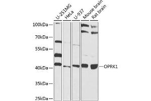 Western blot analysis of extracts of various cell lines, using OPRK1 antibody (ABIN6129425, ABIN6145044, ABIN6145046 and ABIN6224320) at 1:1000 dilution. (OPRK1 Antikörper  (AA 1-60))