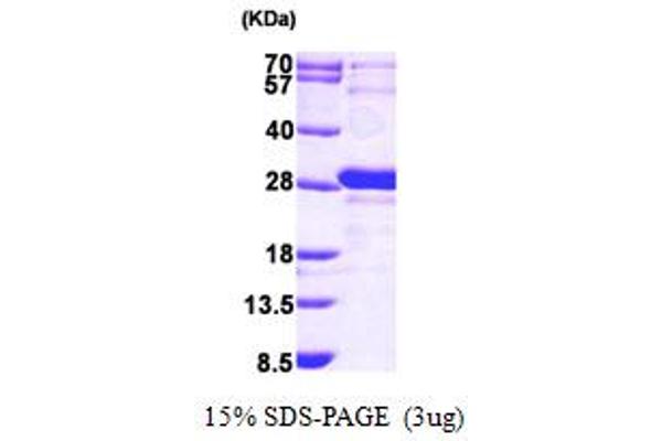 GRPEL1 Protein (AA 28-217) (His tag)