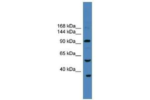 USP29 antibody used at 0. (USP29 Antikörper  (N-Term))