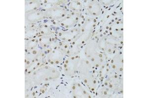 Immunohistochemistry of paraffin-embedded mouse kidney using ALYREF antibody. (THO Complex 4 Antikörper)