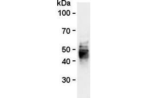 Western blot analysis of mouse CD63 expression in BMMCs (mouse bone marrow-derived mast cells) using anti-mouse CD63 (clone R5G2, AM26556AF-N). (CD63 Antikörper)