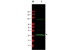 Image no. 1 for anti-MAD2 Mitotic Arrest Deficient-Like 1 (Yeast) (MAD2L1) antibody (ABIN297268) (MAD2L1 Antikörper)