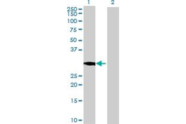 CYB5D1 Antikörper  (AA 1-228)