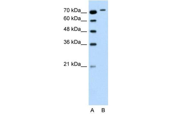 RHOBTB1 Antikörper  (Middle Region)