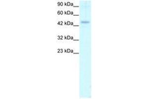 Image no. 1 for anti-Calreticulin (CALR) (C-Term) antibody (ABIN202474) (Calreticulin Antikörper  (C-Term))