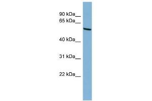 CYP2C18 antibody used at 1 ug/ml to detect target protein. (CYP2C18 Antikörper  (N-Term))