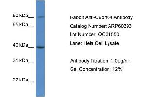 Western Blotting (WB) image for anti-Chromosome 9 Open Reading Frame 64 (C9orf64) (C-Term) antibody (ABIN786154) (C9orf64 Antikörper  (C-Term))