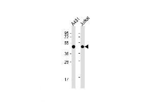 Western Blot at 1:1000 dilution Lane 1: A431 whole cell lysate Lane 2: Jurkat whole cell lysate Lysates/proteins at 20 ug per lane. (PA2G4 Antikörper  (AA 228-255))