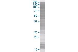 MX2 transfected lysate. (MX2 293T Cell Transient Overexpression Lysate(Denatured))