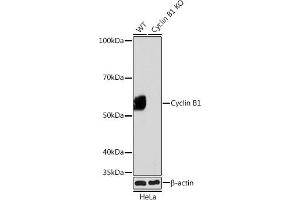 Western blot analysis of extracts from wild type (WT) and Cyclin B1 knockout (KO) HeLa cells, using Cyclin B1 antibody (ABIN7266553) at 1:1000 dilution. (Cyclin B1 Antikörper)