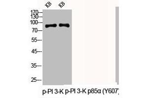 Western Blot analysis of KB cells using Phospho-PI 3-kinase p85α (Y607) Polyclonal Antibody (PIK3R1 Antikörper  (pTyr607))