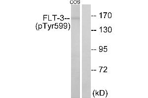 Western blot analysis of extracts from COS7 cells, treated with EGF (200ng/ml, 30mins), using FLT3 (Phospho-Tyr599) antibody. (FLT3 Antikörper  (pTyr599))
