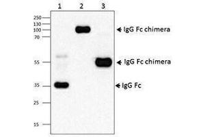 Western Blotting (WB) image for Mouse anti-Human IgG (Fc Region) antibody (ABIN2667294) (Maus anti-Human IgG (Fc Region) Antikörper)