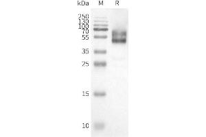 WB analysis of Human HC-Nanodisc with anti-Flag monoclonal antibody at 1/5000 dilution, followed by Goat Anti-Rabbit IgG HRP at 1/5000 dilution (HCRTR1 Protein)