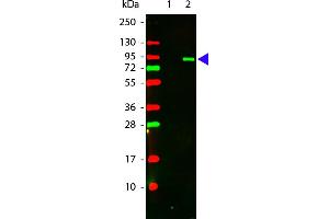 Western Blotting (WB) image for anti-V-Akt Murine Thymoma Viral Oncogene Homolog 1 (AKT1) (pThr308) antibody (DyLight 549) (ABIN6656082)