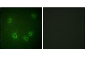 Immunofluorescence analysis of COS7 cells, using Nonvoltage-gated Sodium Channel 1 (Phospho-Thr615) Antibody. (Nonvoltage-Gated Sodium Channel 1 (AA 581-630), (pThr615) Antikörper)