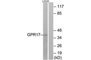 Western Blotting (WB) image for anti-G Protein-Coupled Receptor 17 (GPR17) (AA 221-270) antibody (ABIN2890868) (GPR17 Antikörper  (AA 221-270))